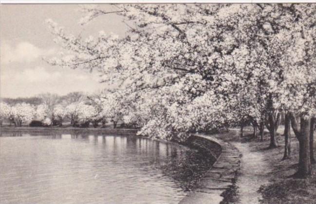 Washington D C Cherry Blossoms Potomac Park