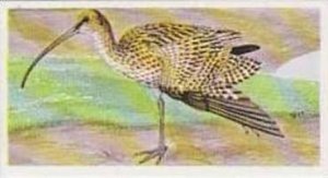 Brooke Bond Tea Vintage Trade Card Journey Downstream N0 22 Curlew