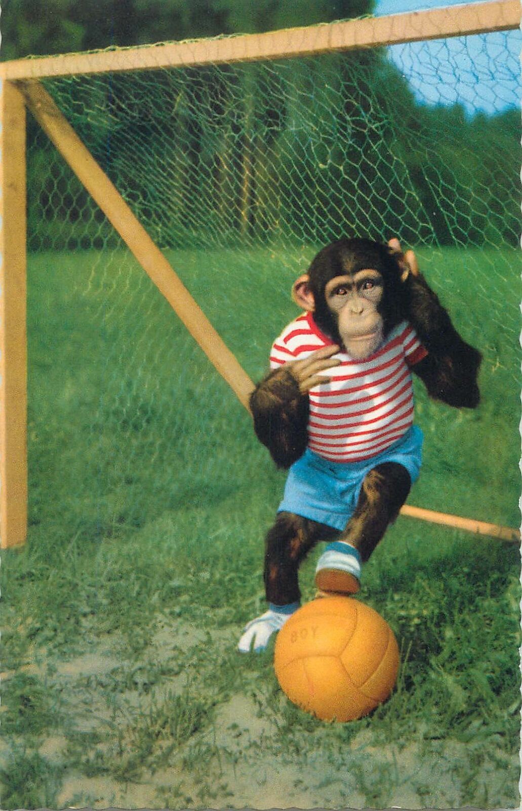 Animal humour Postcard chimp monkey playing football | Topics - Animals -  Other, Postcard / HipPostcard