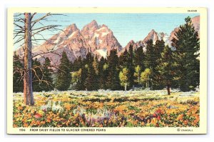 From Daisy Fields To Glacier Covered Peaks Idaho c1945 Postcard