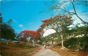 Flamboyant Trees on Road in Puerto Rico PR pm 1964 Postcard