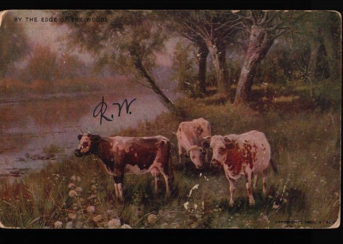 NYC Brooklyn Cattle Edge Woods May VanHarding American News Vintage Postcard B06