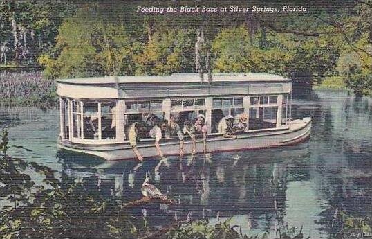 Florida Silver Springs Feeding Fish From Glass Bottom Boat