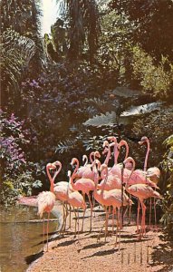 Stately Pink Flamingos St Petersburg, Florida, USA Postal Used Unknown postal...