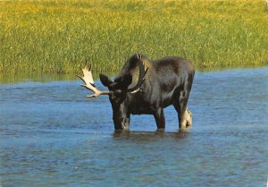 Bull Moose, Yellowstone National Park  