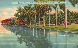 Vintage Postcard Stately Palms With Beautiful Reflections Idyllic Beauty Florida