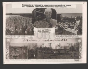 115697 USSR AVANT-GARDE Poultry farming Beekeeping COLLAGE #17