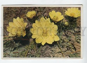 428014 Flower Adonis vernalis Vintage Sammelwerk Tobacco Card w/ ADVERTISING