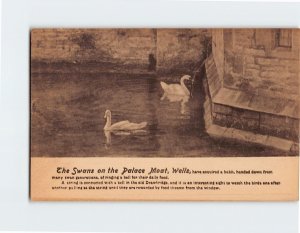 Postcard The Swans on the Palace Moat Wells England