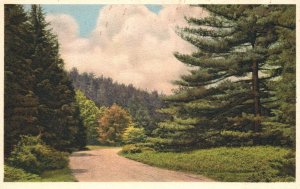 Approach Road Pines Biltmore House & Gardens North Carolina NC Vintage Postcard