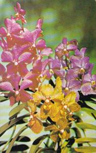 Florida Miami Beautiful Orchid At Orchid Jungle