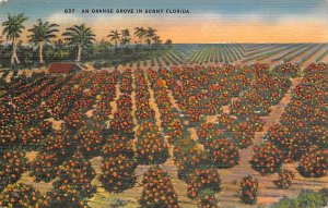 Orange Grove Florida, USA Fruit Assorted Unused 