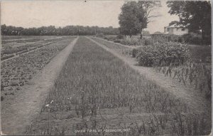 Postcard Onion Trial at Fordhook Farm 1907 Doylestown PA