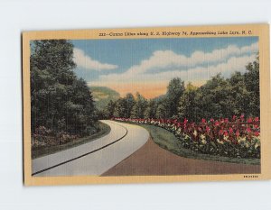 M-198396 Canna Lilies Along US highway 74 Approaching Lake Lure North Carolina