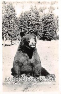 Real Photo - JH Eastman Bear Postcard