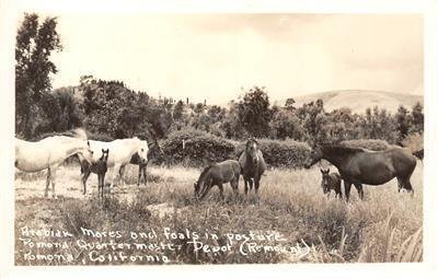 RPPC Arabian Mares Pomona, CA Quartermaster Depot Horses c1940s Vintage Postcard