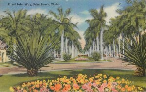 United States Palm Beach Florida royal palm way scenic postcard