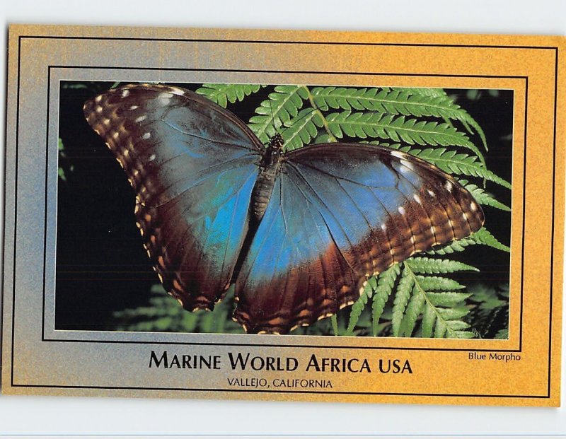 M-165412 Blue Morpho Marine World Africa Vallejo California