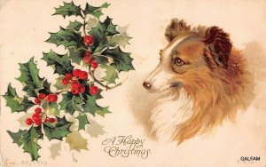  Sheltie collie with holly c1910 Christmas postcard AH106