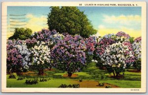 Vtg Rochester New York NI Lilacs In Highland Park 1930s View Linen Postcard