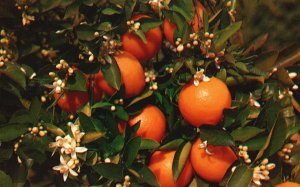 Vintage Postcard Branch Of An Orange Tree Blooming And Bearing Fruits Florida FL