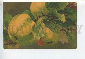 436089 KLEIN Apple Fruits on Tree Vintage postcard