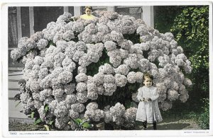 Adorable Little Girl and massive Hydrangea Bush and Flowers California