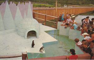 Canada Penguin's Igloo Childrens Zoo Storyland Valley Edmonton Alberta