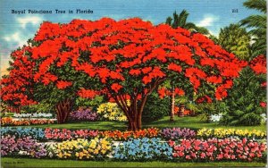 Royal Poinciana Tree Florida FL Tropical Trees Vines Flower Beds Postcard Note 