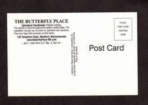 MA Butterfly Place Westford Mass Massachusetts Postcard Spicebush Swallowtail