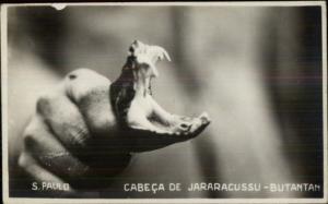 Sao Paulo Brazil Butantan Serpentario - Snakes c1915 Real Photo Postcard #2