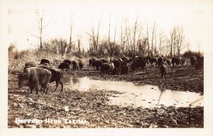 J81/ Yakima Washington RPPC c1940s Postcard Buffalo Herd   407