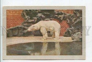 431899 ZOO Polar Bear Vintage postcard MIETHE Phot.