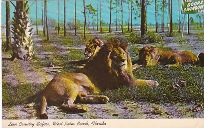 Florida West Palm Beach Lions At Lion Country Safari 1970