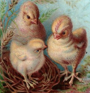 1870s-80s Victorian Trade Cards Adorable Chicks Set Of 3 F129