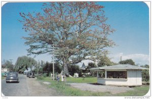 Fruit Stand at Kapok Tree Citrus Grove , CLEARWATER , Florida , 1950s