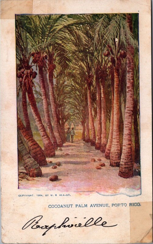 Coconut Palm Avenue Puerto Rico Postcard C039