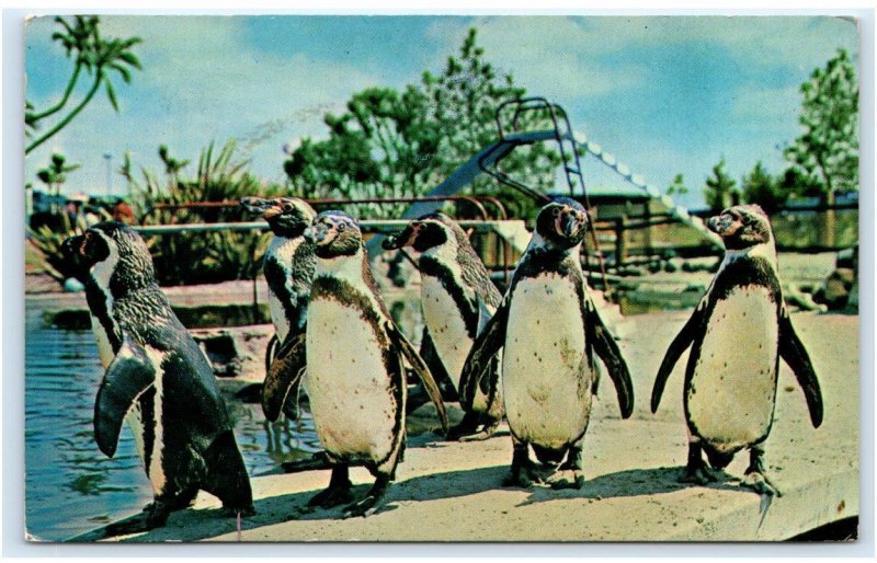 SEA WORLD, San Diego California CA ~  TUXEDO JUNCTION Penguins 1967 Postcard