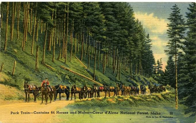 Pack Train of 64 Horses and Mules Coeur d'Alene National Forest - Idaho - Linen