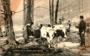 Gathering Sap In Vermont Maple Orchard Vtg Postcard American Art 1948 Cancel