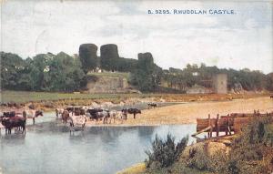 uk2393 rhuddlan castle wales  uk cows