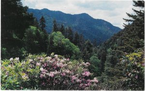 The Transmountain Highway US 441 Great Smoky Mountains National Park Tennessee