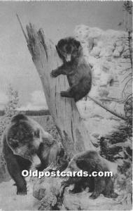 The American Musium of Natural History, New York, USA Bear Postcard