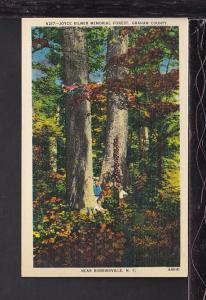 Joyce Kilmer Forest,Near Robbinsville,NC Postcard 