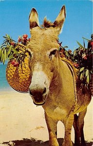 Charlie The Donkey Jamaica Postal used unknown 