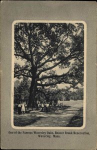 Waverley Massachusetts MA Beaver Brook Reservation c1910 Vintage Postcard