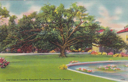 Georgia Savannah Old Oak In Chandler Hosipital Grounds