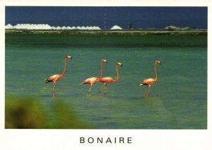 bonaire, N.A., Flamingos in Pekelmeer (1990s) Postcard