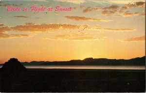 Birds Flight Sunset USA Vintage Undivided Back Postcard Unposted Unused UNP Vtg 