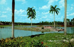 Florida Miami Flamingo Island At South End Of Infield Lake Hialeah Race Course